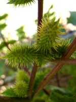 Xanthium strumarium fl3-t.JPG